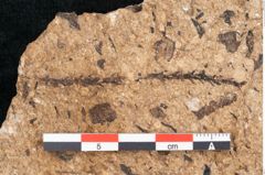 Foto (Detailansicht) von Sequoia hardtii Endl. (NHMW-GEO-2024-0188-8253)